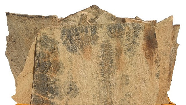 Patio (West) - California