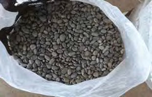 Pebbles - Super Sacks - Florida