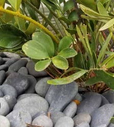 Pebbles - Bagged - Florida